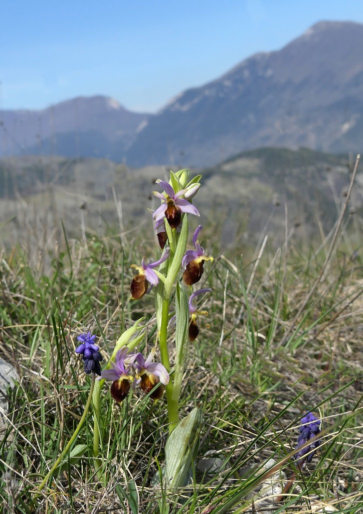 Ophrys crabronifera nellAbruzzo aquilano - aprile  2022.